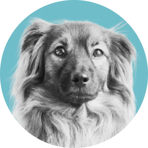 Icon-Chewbacca: Chief Dog