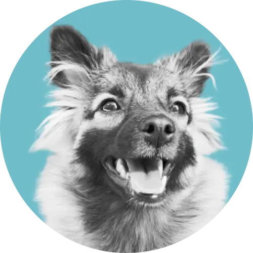 Icon-Mika: Office-Dog